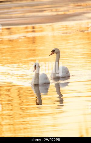 L'image capture une paire de cygnes dans un état tranquille, presque méditatif alors qu'ils glissent sur l'eau, ce qui reflète les teintes dorées du soleil couchant. Les ondulations douces qui les entourent ajoutent une sensation de mouvement, tandis que les reflets des cygnes témoignent du calme de l'eau. La lumière du soir baigne tout dans une lueur chaude, soulignant les formes gracieuses des cygnes et la fin paisible de la journée. Cygnes à voile sur Golden Waters au crépuscule. Photo de haute qualité Banque D'Images