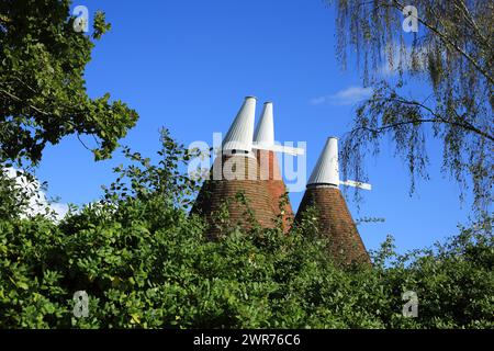 Oasts à Hale Farm, Tudeley Hale, Tudeley, Tonbridge, Kent, Angleterre, Royaume-Uni Banque D'Images