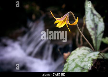 Lis de truite, Violet à dents de chien (Erythronium umbilicatum) - forêt nationale de Pisgah, Brevard, Caroline du Nord, États-Unis [faible profondeur de champ] Banque D'Images