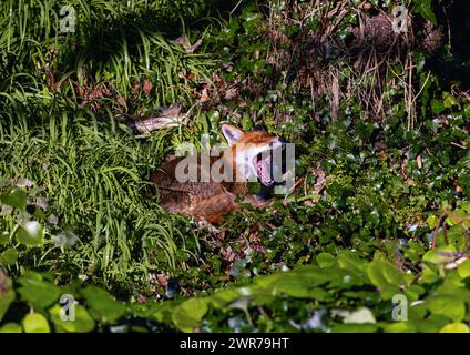 Renard roux 'Vulpes, vulpes' bâillant avec la bouche largement ouverte tout en se reposant à l'ombre de l'arbre sur un sous-bois vert. Animal sauvage à Dublin, Irlande Banque D'Images