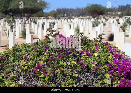 El.Alamein, Egypte, 10 octobre 2023 le cimetière militaire de guerre du Commonwealth à El-Alamein, Côte Nord de l'Egypte, Afrique du Nord Banque D'Images