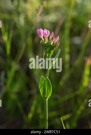 Centaurée commune (Centaurium erythraea) avec de jolies fleurs roses à cinq pétales qui, comme la plupart des Gentiens, ferment l'après-midi. Suffolk , Royaume-Uni Banque D'Images