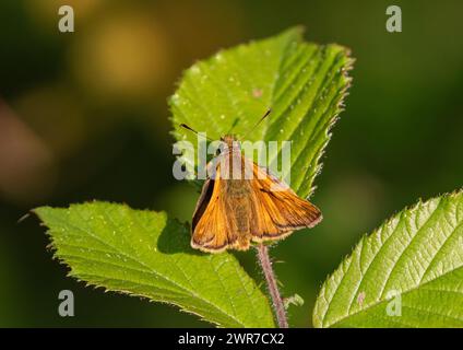 Un plan détaillé d'un grand Skipper Butterfly , posé sur une feuille de bramble. Montrant son corps fourré, ses ailes et ses antennes rayées Suffolk, Royaume-Uni Banque D'Images