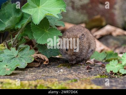 Une petite vole de banque mignonne (Myodes glareolus) grignotant les plantes et les fleurs poussant dans les fissures du pavage dans un jardin rural. Suffolk. ROYAUME-UNI Banque D'Images