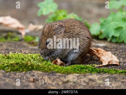 Une petite vole de banque mignonne (Myodes glareolus) grignotant les plantes et les fleurs poussant dans les fissures du pavage dans un jardin rural. Suffolk. ROYAUME-UNI Banque D'Images