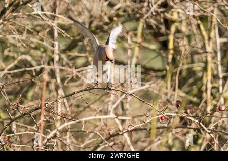 Épilation de Bohême (Bombycilla garrulus) débarquant sur le buisson de l'aubépine. Milton Keynes Angleterre Royaume-Uni. Février 2024 Banque D'Images