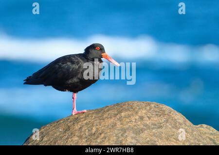 Un Oystercatcher de suie, Haematopus fuliginosus, avec un bec usé et émoussé debout sur une jambe sur un rocher près de l'océan, Cape Leeuwin, Australie occidentale. Banque D'Images