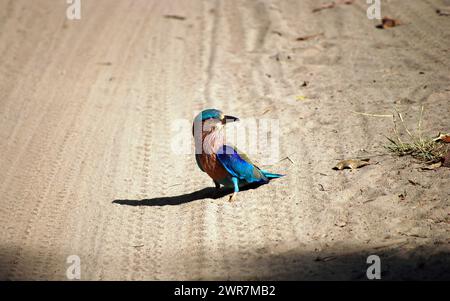 Le Blue Jay vibrant et saisissant prend une pose confiante. Avec son plumage bleu électrique, ses marques noires et son regard intelligent, l’oiseau se démarque. Banque D'Images