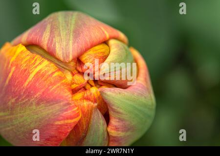 Bourgeon de tulipe Colorfil sur un fond naturel. Vue de dessus. Mise au point sélective, concept de carte de voeux. Banque D'Images