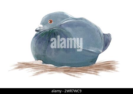 Illustration aquarelle d'un pigeon de ville d'élevage gris, assis dans un nid, isolé sur fond blanc Banque D'Images