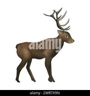 Un cerf dessiné à la main à l'aquarelle. Un élément animal séparé sur un fond blanc isolé. Pour autocollants, design, internet, autocollants. Banque D'Images