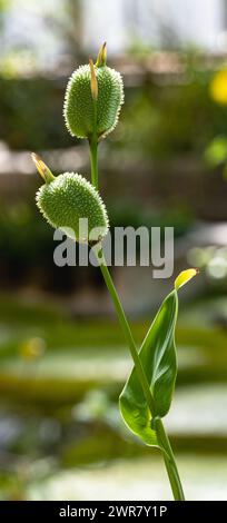 La fleur de Canna indica (Cannaceae). Il est originaire d'une grande partie de l'Amérique du Sud, de l'Amérique centrale, des Antilles et du Mexique. Banque D'Images