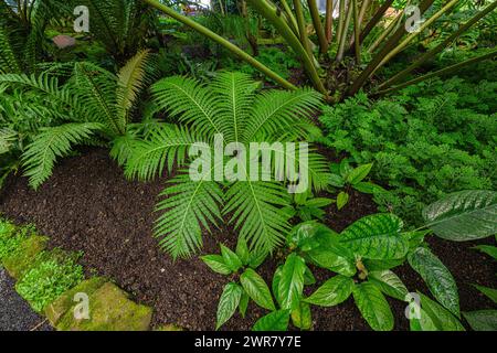 Le genre Blechnum gibbum appelé Silver lady ou Dwarf Tree Fern (Blechaceae) est une fougère ‚dur du genre Blechum de la famille des Blechaceae. Banque D'Images