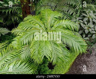 Le genre Blechnum gibbum appelé Silver lady ou Dwarf Tree Fern (Blechaceae) est une fougère ‚dur du genre Blechum de la famille des Blechaceae. Banque D'Images