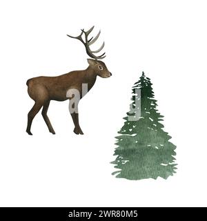 Aquarelle avec cerf et spruse.Forest et élan. Pour carte de voeux, invitation, tag et toute conception. Banque D'Images