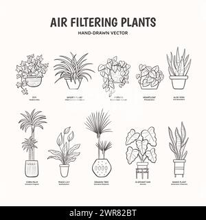 Doodle ensemble de plantes purificatrices d'air pour espaces intérieurs. Plantes dessinant qui nettoient l'air des substances nocives. Noms anglais et scientifiques sous le Illustration de Vecteur