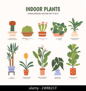 Collection de plantes pour espaces intérieurs. Plantes tropicales, plantes succulentes et cactus. Noms anglais et scientifiques sous le dessin de la plante. Jeu 4 de 5. Colo Illustration de Vecteur