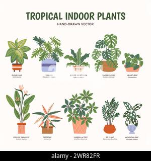 Collection de plantes tropicales pour les espaces intérieurs. Noms anglais et scientifiques sous le dessin de la plante. Illustration vectorielle colorée. Illustration de Vecteur