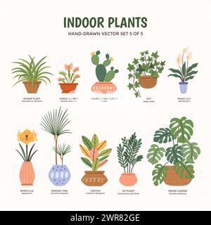 Collection de plantes pour espaces intérieurs. Plantes tropicales, plantes succulentes et cactus. Noms anglais et scientifiques sous le dessin de la plante. Jeu 5 de 5. Colo Illustration de Vecteur