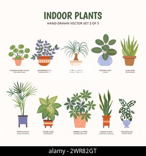 Collection de plantes pour espaces intérieurs. Plantes tropicales, plantes succulentes et cactus. Noms anglais et scientifiques sous le dessin de la plante. Jeu 2 de 5. Colo Illustration de Vecteur