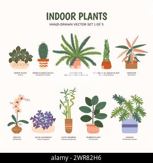 Collection de plantes pour espaces intérieurs. Plantes tropicales, plantes succulentes et cactus. Noms anglais et scientifiques sous le dessin de la plante. Jeu 1 sur 5. Colo Illustration de Vecteur