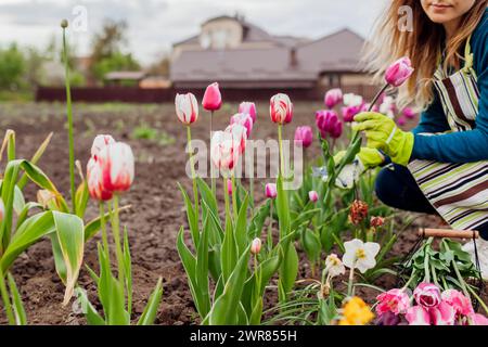 Jardinier cueillant des tulipes en fleurs dans le jardin de printemps. La femme coupe les tiges avec la sécateur mettant dans le panier. Récolte de fleurs coupées à la ferme de fleurs Banque D'Images