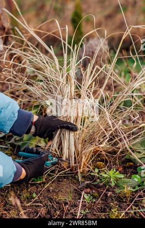 Couper les herbes ornementales dans le jardin de printemps. Jardinier taille pennisetum. Prendre soin de l'herbe de fontaine. Nettoyage printanier Banque D'Images