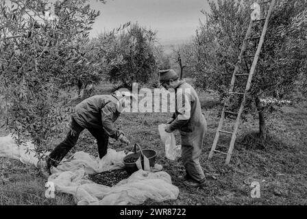 Olive Harvest Umbria Italy 1991 Scan réalisé en 2024 Banque D'Images