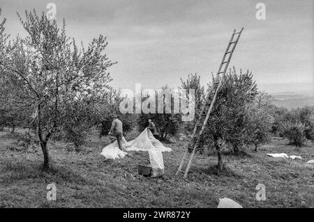 Olive Harvest Umbria Italy 1991 Scan réalisé en 2024 Banque D'Images