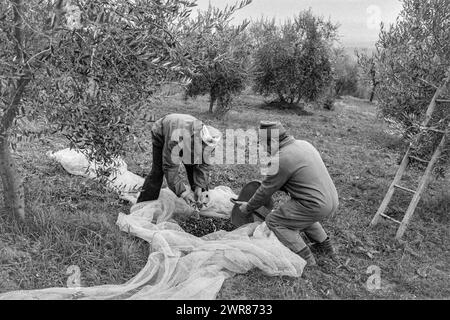 Olive Harvest Umbria Italy 1991 Scan réalisé en 2024 Banque D'Images