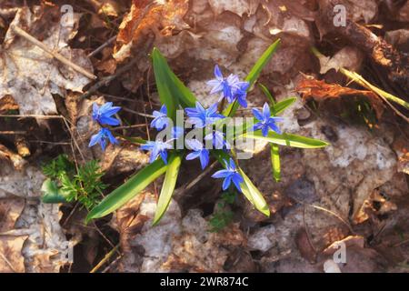 Le vieux feuillage sec avec les premières fleurs sauvages du printemps Bluebells sur le sol dans le parc. Vue de dessus. Banque D'Images