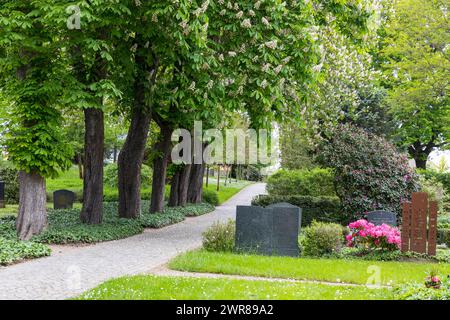 Halballee mit blühenden Weißen Rosskastanien Aesculus hippocastanum auf dem Trinitatisfriedhof in Riesa, Saxe,, Deutschland *** Half avenue with fl Banque D'Images