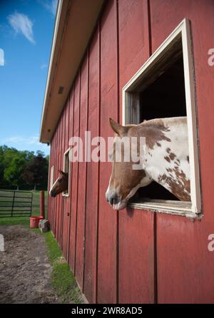 cheval tacheté brun et blanc sortant sa tête d'une fenêtre de grange rouge regardant à l'extérieur des oreilles regardant vers l'avant regardant un autre cheval dans la grange à cheval ou la planche Banque D'Images