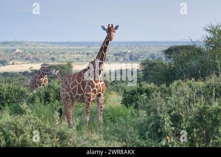 Deux girafes réticulées (Giraffa camelopardalis reticulata) dans la réserve nationale de Samburu, Kenya Banque D'Images