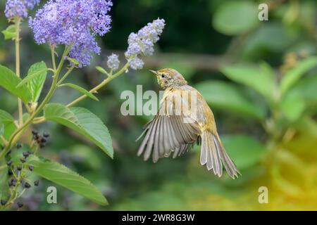 Oiseau chiffchaff commun, Phylloscopus collybita, à la recherche de nourriture et d'insectes dans un arbuste à fleurs, Allemagne Banque D'Images