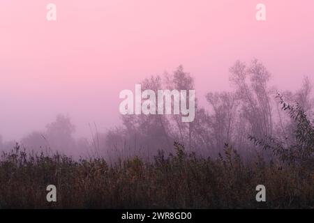 Des couleurs magiques de lumière qui traversent le brouillard matinal en automne. Banque D'Images