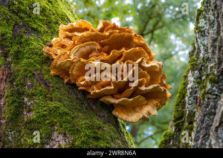 Gros plan d'un champignon d'arbre sur un énorme chêne Banque D'Images