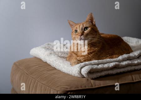 Une sérénité capturée alors qu'un chat gingembre s'incline sur une literie moelleuse Banque D'Images