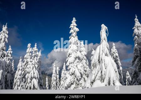 WA25075-00...WASHINGTON - arbres couverts de neige après une tempête hivernale dans les montagnes Cascade près de High Hut dans la région des sentiers du mont Tahoma. Banque D'Images
