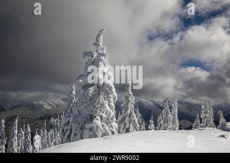 WA25077-00...WASHINGTON - arbres couverts de neige et vue sur la Sawtooth Ridge depuis High Hut dans la région des sentiers du mont Tahoma Banque D'Images