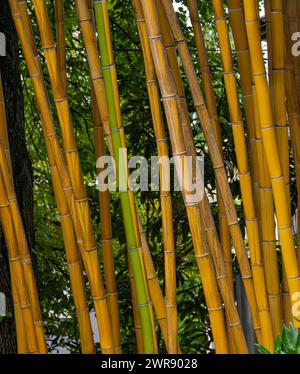 Phyllostachys vivax Aureocaulis, originaire de Chine. Banque D'Images