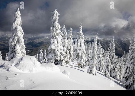 WA25090-00...WASHINGTON - arbres recouverts de neige sous High Hut dans les sentiers du mont Tahoma. Banque D'Images