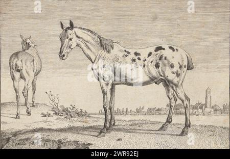 Le cheval amarré, des chevaux (titre de la série), Un cheval tacheté avec une queue amarrée, vu de côté. Un deuxième cheval vu de derrière., imprimeur : Paulus Potter, d'après sa propre conception par : Paulus Potter, pays-Bas, 1652, papier, gravure, hauteur 162 mm × largeur 241 mm, impression Banque D'Images