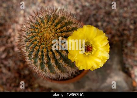 Cactus jaune fleuri dans un pot en argile rouge. Petit echinopsis thionantha. Au-dessus du gros plan. Banque D'Images