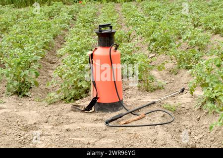 Pour détruire les coléoptères du Colorado assis sur le dessus des pommes de terre, une solution d'eau avec du poison est utilisée, qui est pulvérisée avec un pulvérisateur de jardin. Banque D'Images