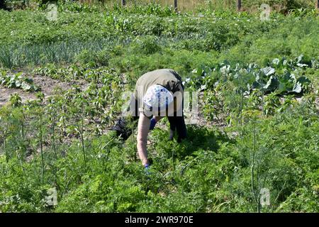 Une femme portant un chapeau de couleur claire, se penchant sur un lit de jardin, enlève les mauvaises herbes des lits du jardin. Banque D'Images