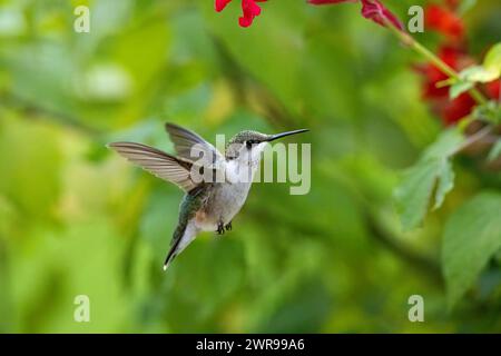 Colibris à gorge de rubis femelle plane devant la fleur dans le jardin d'été Banque D'Images