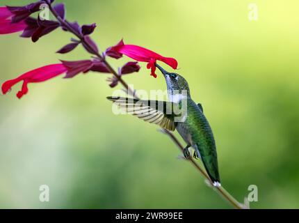 Le colibri boit du nectar des fleurs pendant son vol Banque D'Images