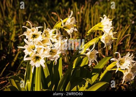 White Spider Lilly Hymenocallis 16088 Banque D'Images