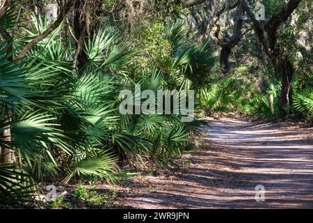 Forêt maritime sur Cumberland Island National Seashore, St Marys, Géorgie Banque D'Images